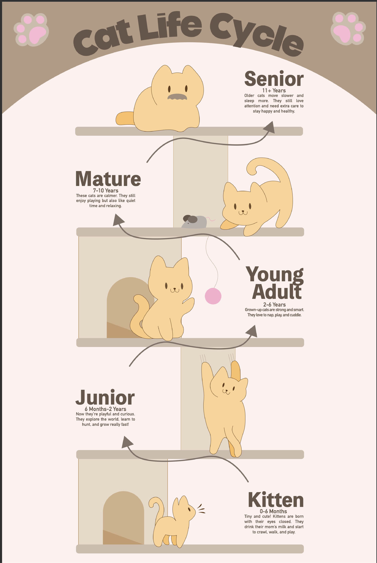 Paulina Guzman Benavides — Cat Life Cycle
