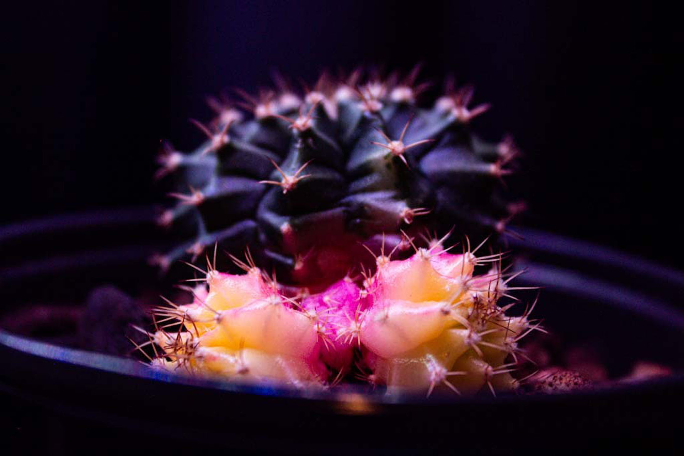 Caitlin Bates — A Neon Pink Cactus