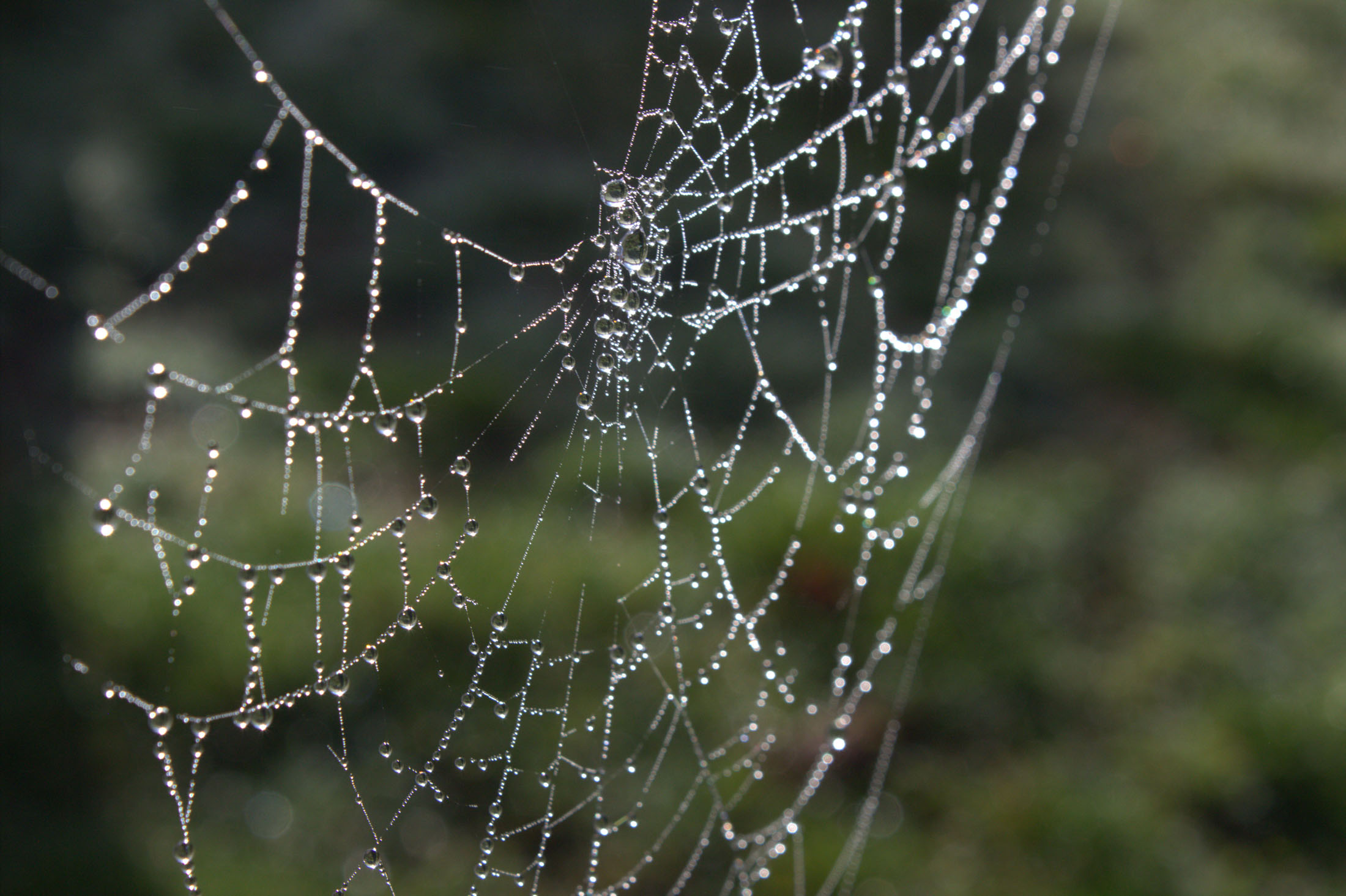 Caitlin Bates — Spider Web