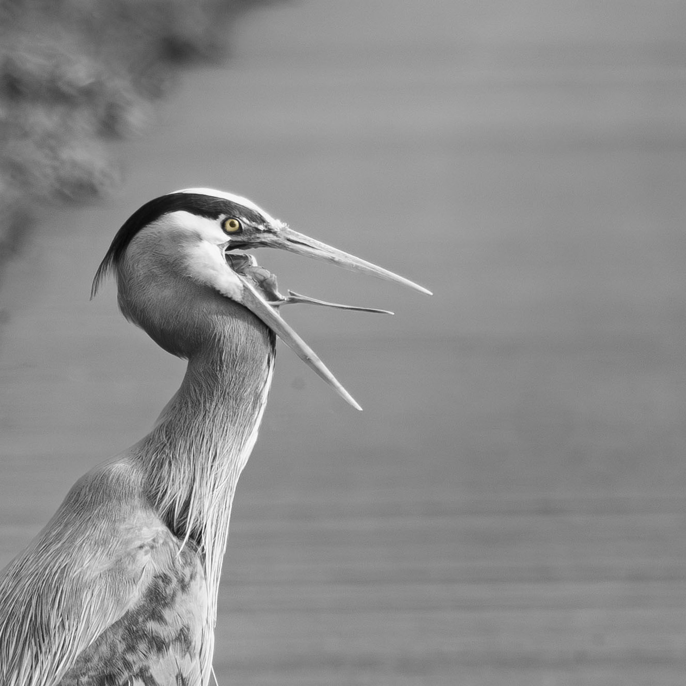 Sovanrom Sot — Heron, Great Blue