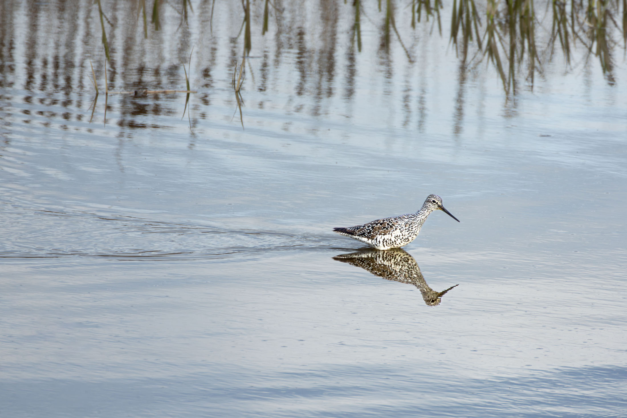 Sovanrom Sot — Wading and reflection